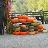White Oak Pumpkin Patch photo