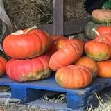 White Oak Pumpkin Patch photo