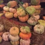 White Oak Pumpkin Patch photo