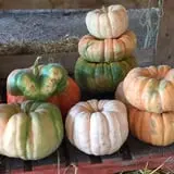 White Oak Pumpkin Patch photo
