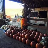 White Oak Pumpkin Patch photo