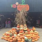 White Oak Pumpkin Patch photo