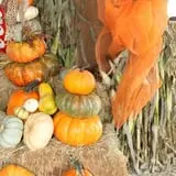 White Oak Pumpkin Patch photo