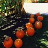 White Oak Pumpkin Patch photo