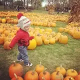 Fall Harvest Orchard photo