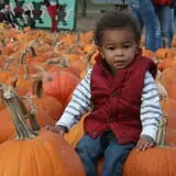 Fall Harvest Orchard photo