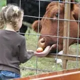 Fall Harvest Orchard photo