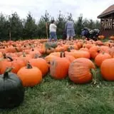 Fall Harvest Orchard photo
