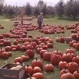 Fall Harvest Orchard photo