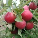 Fall Harvest Orchard photo