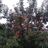 Fall Harvest Orchard photo