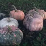 Fall Harvest Orchard photo