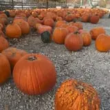Curtis Orchard & Pumpkin Patch photo