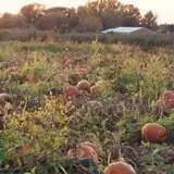 Curtis Orchard & Pumpkin Patch photo