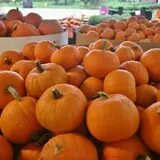 Curtis Orchard & Pumpkin Patch photo