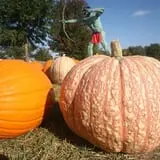 Curtis Orchard & Pumpkin Patch photo