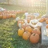 Curtis Orchard & Pumpkin Patch photo