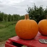 Curtis Orchard & Pumpkin Patch photo