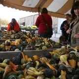 Curtis Orchard & Pumpkin Patch photo
