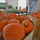 Curtis Orchard & Pumpkin Patch photo
