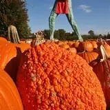 Curtis Orchard & Pumpkin Patch photo
