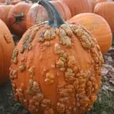 Curtis Orchard & Pumpkin Patch photo