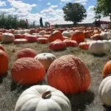 Curtis Orchard & Pumpkin Patch photo
