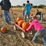 Curtis Orchard & Pumpkin Patch photo
