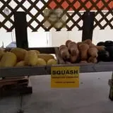 Curtis Orchard & Pumpkin Patch photo
