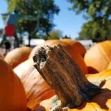 Curtis Orchard & Pumpkin Patch photo