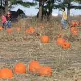 Curtis Orchard & Pumpkin Patch photo