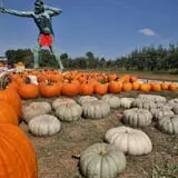 Curtis Orchard & Pumpkin Patch photo
