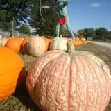 Curtis Orchard & Pumpkin Patch photo