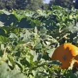 Curtis Orchard & Pumpkin Patch photo