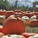 Curtis Orchard & Pumpkin Patch photo