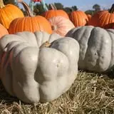 Curtis Orchard & Pumpkin Patch photo