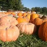 Curtis Orchard & Pumpkin Patch photo