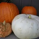 Curtis Orchard & Pumpkin Patch photo