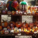 Curtis Orchard & Pumpkin Patch photo