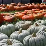 Curtis Orchard & Pumpkin Patch photo