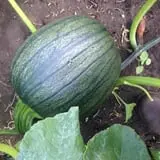 Curtis Orchard & Pumpkin Patch photo