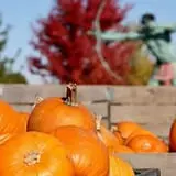 Curtis Orchard & Pumpkin Patch photo