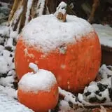 Curtis Orchard & Pumpkin Patch photo