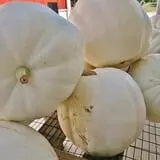 Curtis Orchard & Pumpkin Patch photo