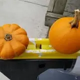Curtis Orchard & Pumpkin Patch photo