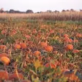 Curtis Orchard & Pumpkin Patch photo