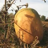 Curtis Orchard & Pumpkin Patch photo