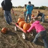 Curtis Orchard & Pumpkin Patch photo