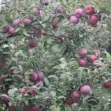 Curtis Orchard & Pumpkin Patch photo