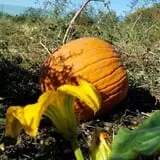 Curtis Orchard & Pumpkin Patch photo